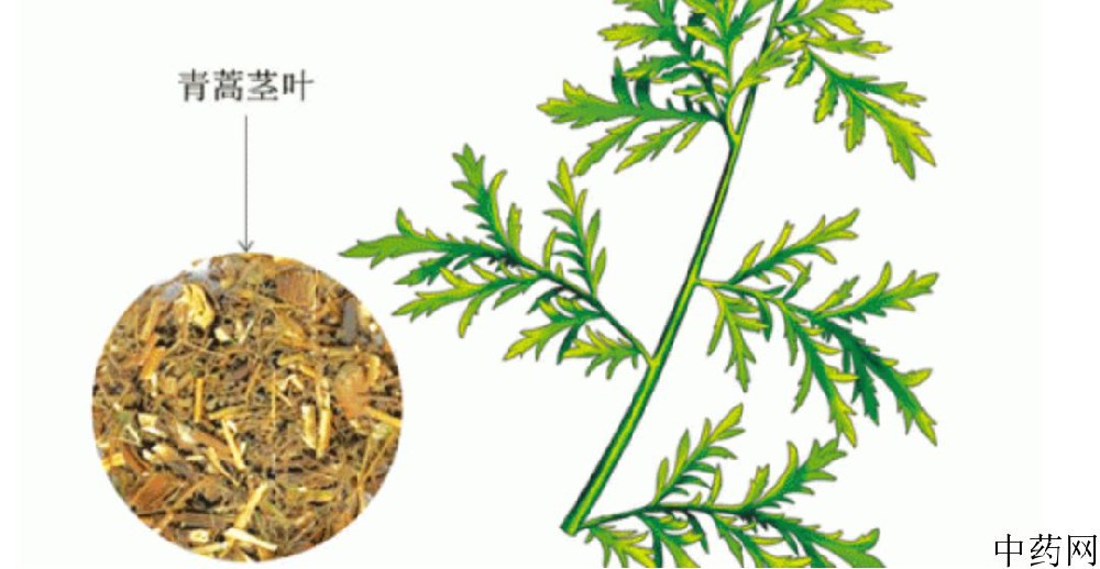 中药名称:﻿﻿﻿青蒿