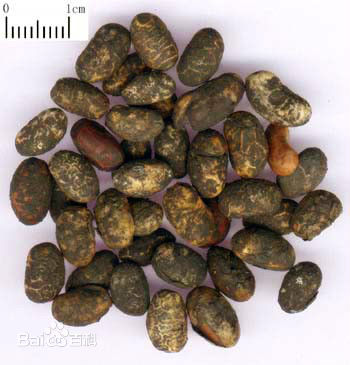淡豆豉