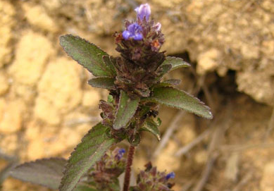 大头陈(中药材植物名:球花毛麝香)(植物科目:玄参科)