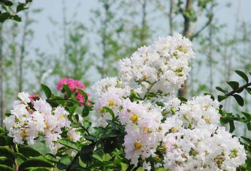 白薇(芒草)