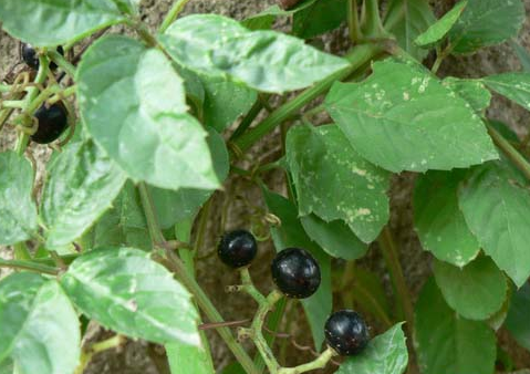 乌蔹莓(野葡萄)