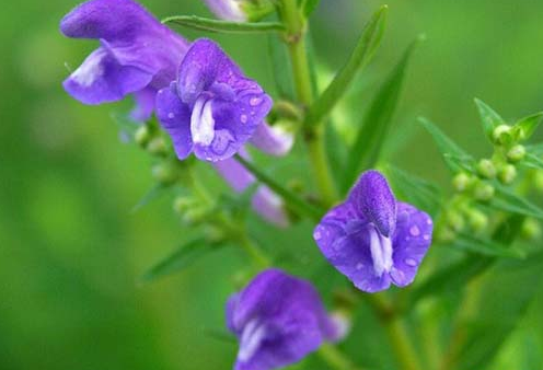 黄芩(山茶根)