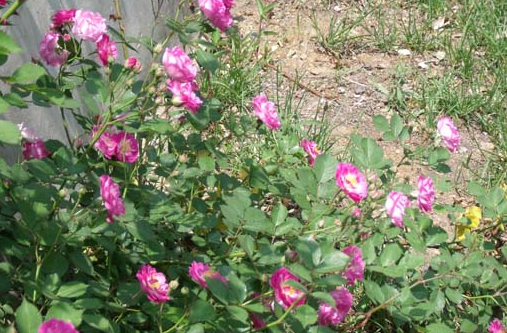蔷薇花(刺玫)