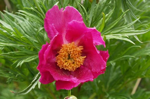 赤芍(木芍药)
