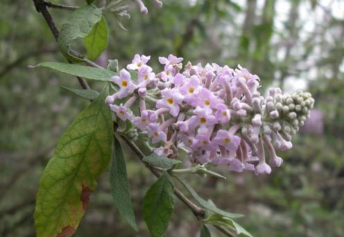 密蒙花(糯米花)