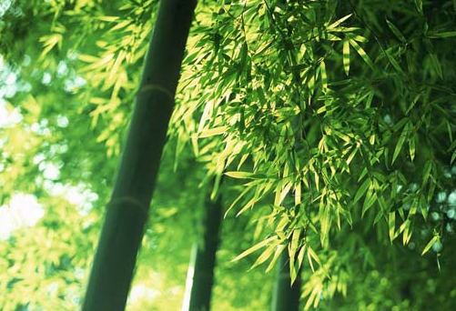 竹叶(门冬青)