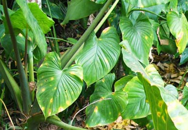 簕茨菇(中草药名称:刺芋)