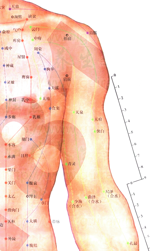 手太阴肺经-侠白 穴