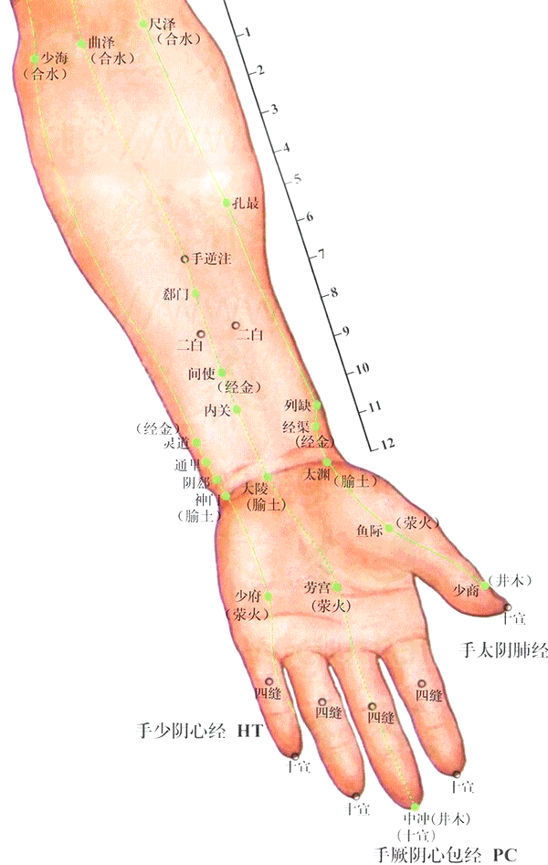 手太阴肺经-孔最穴
