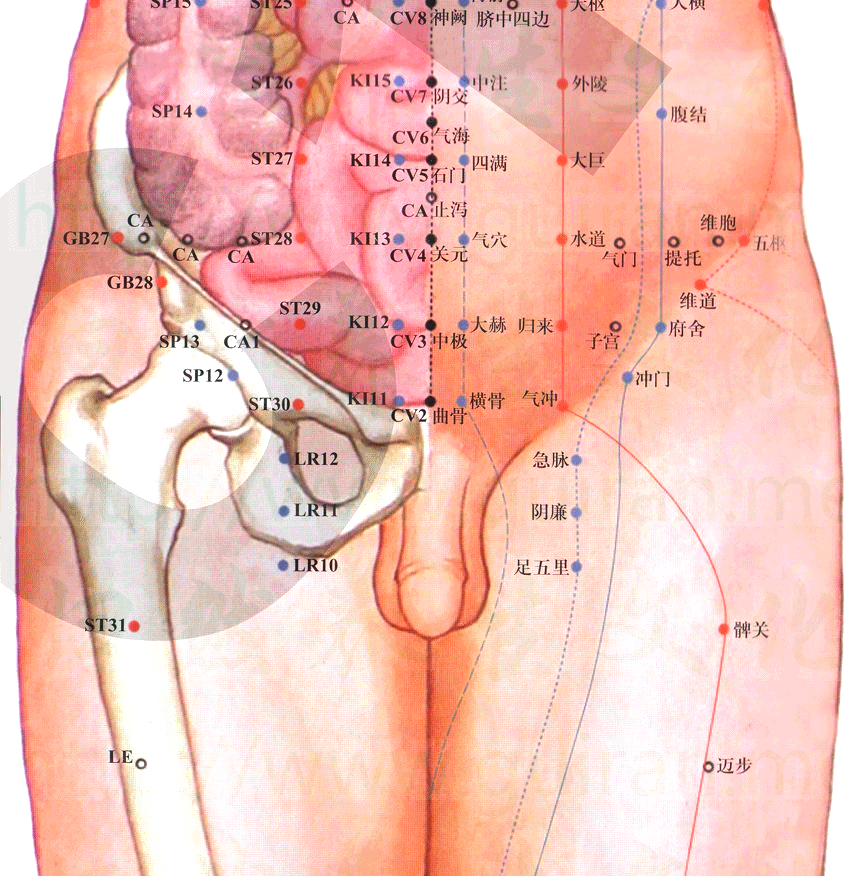 足厥阴肝经-阴廉穴