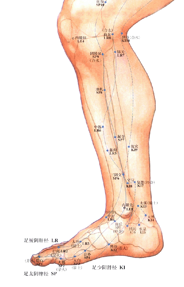 足太阴脾经-阴陵泉穴