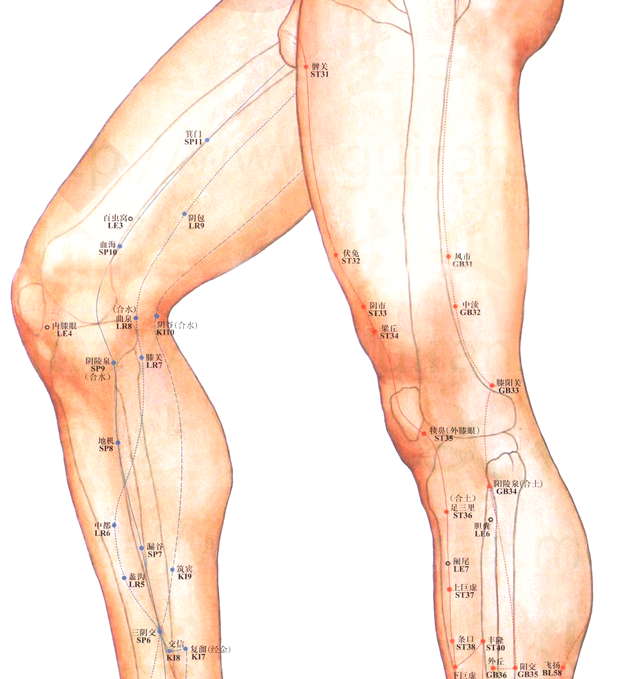 足太阴脾经-箕门穴