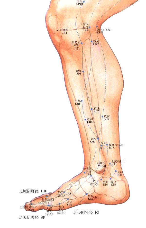 足少阴肾经-阴谷穴