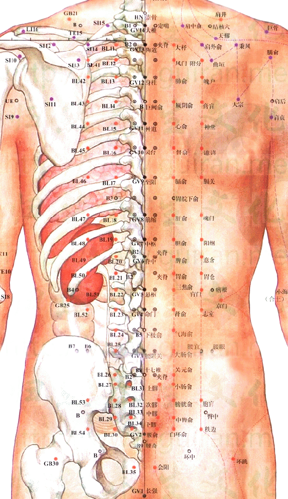 足太阳膀胱经-肝俞穴