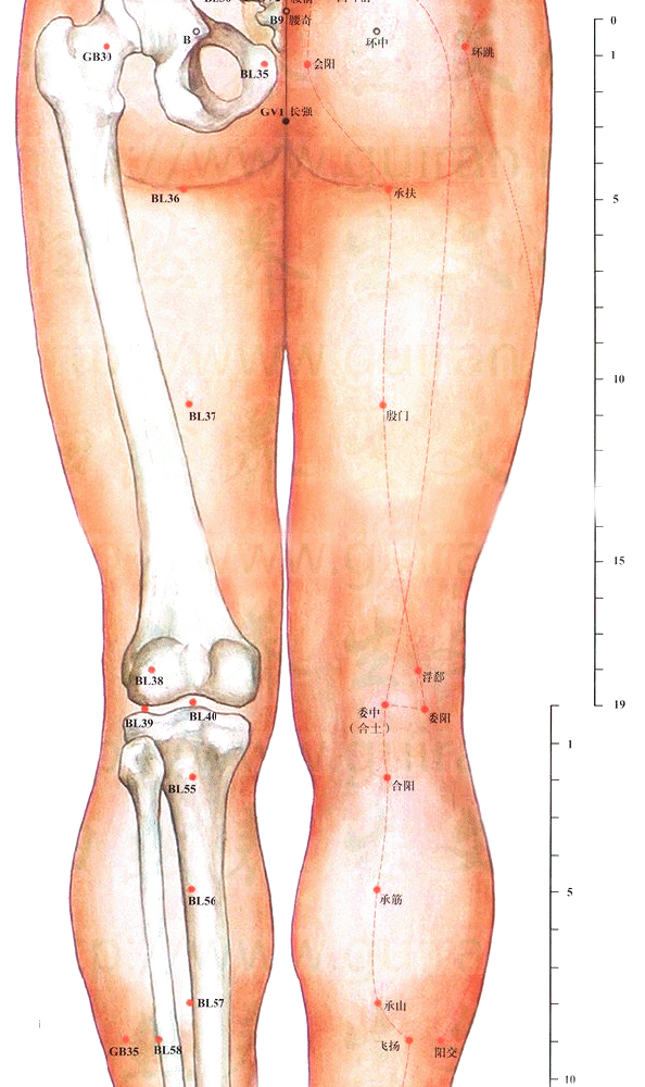 足太阳膀胱经-承扶穴
