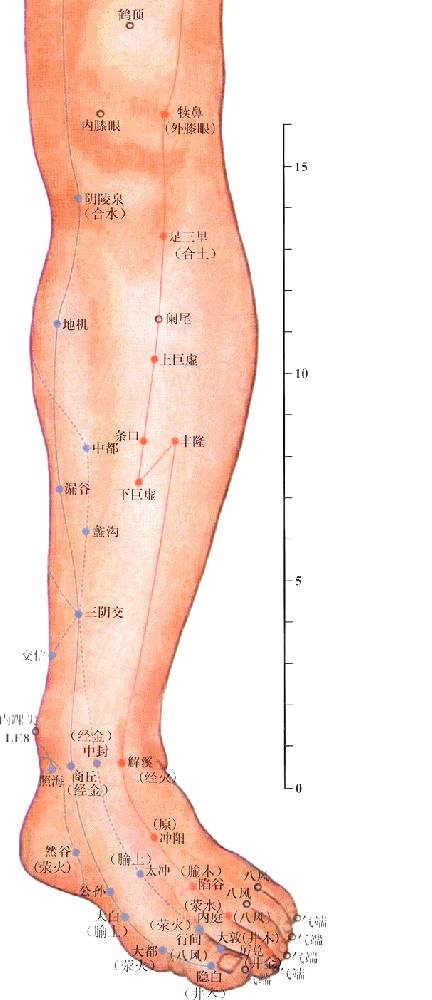 足阳明胃经-下巨虚穴