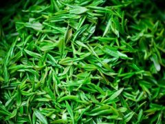 珍珠草(中草药名称:叶下珠)(中药大全科目:大戟科)